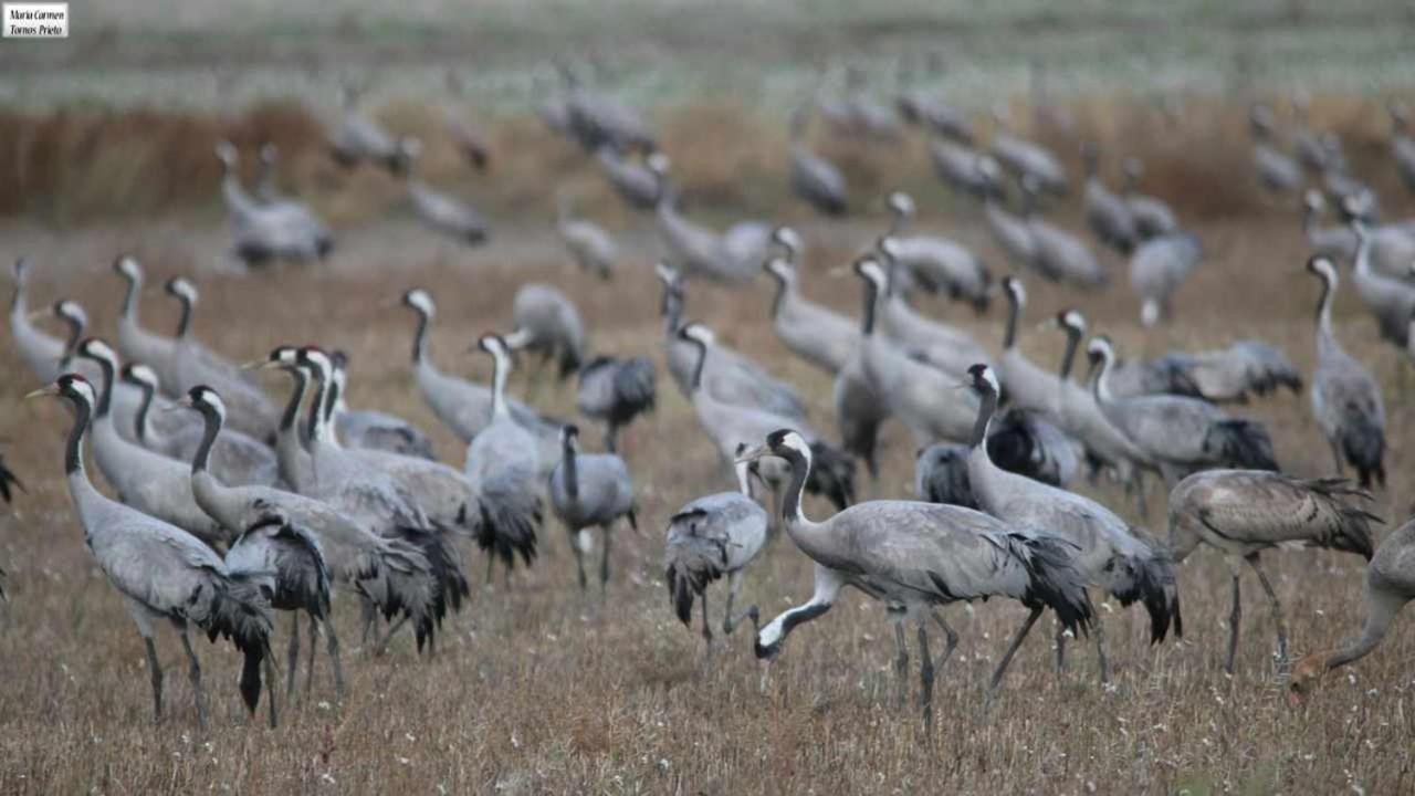 Casas Rurales La Laguna Y La Buhardilla De La Lagu Gallocanta Buitenkant foto